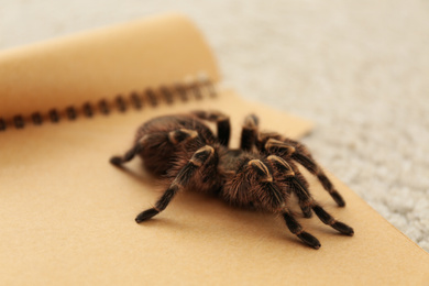 Photo of Striped knee tarantula (Aphonopelma seemanni) on notebook indoors, closeup