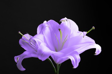 Violet lily flowers on black background, closeup. Funeral attributes