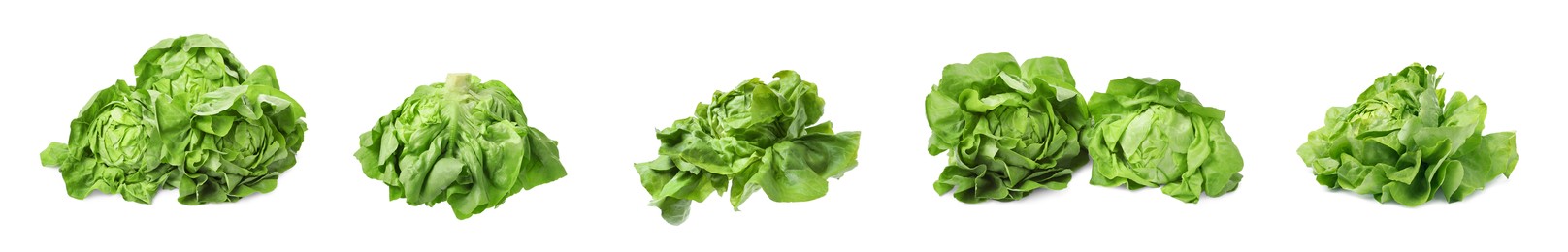 Set of fresh butterhead lettuce on white background, different views