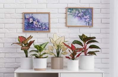 Exotic houseplants with beautiful leaves on cabinet near white brick wall indoors