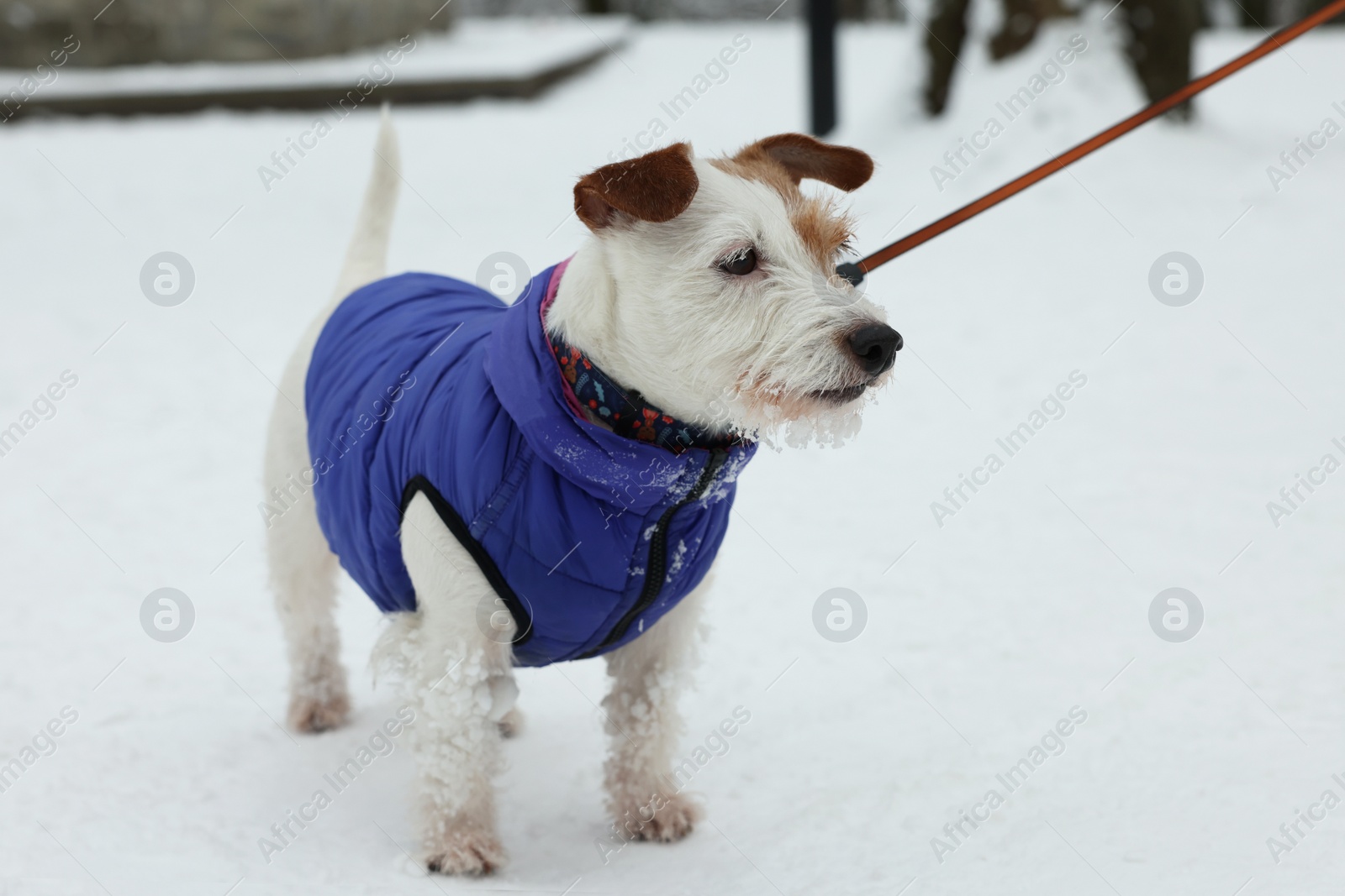 Photo of Cute Jack Russell Terrier in pet jacket on snow outdoors