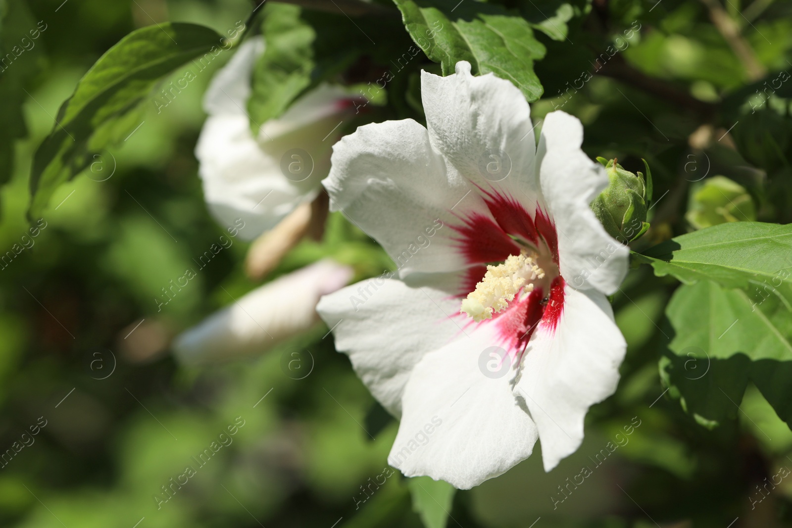 Photo of Beautiful hibiscus flower growing outdoors, closeup. Space for text