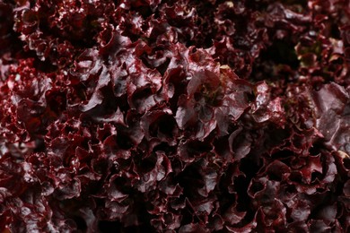 Fresh red coral lettuce as background, closeup