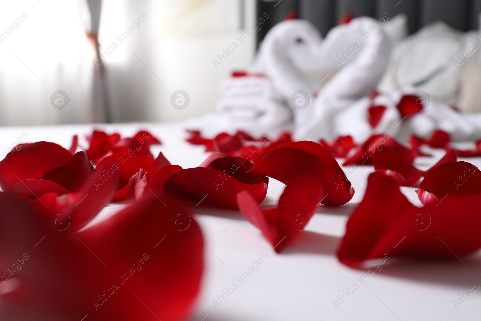 Photo of Honeymoon. Swans made with towels and beautiful rose petals on bed, selective focus