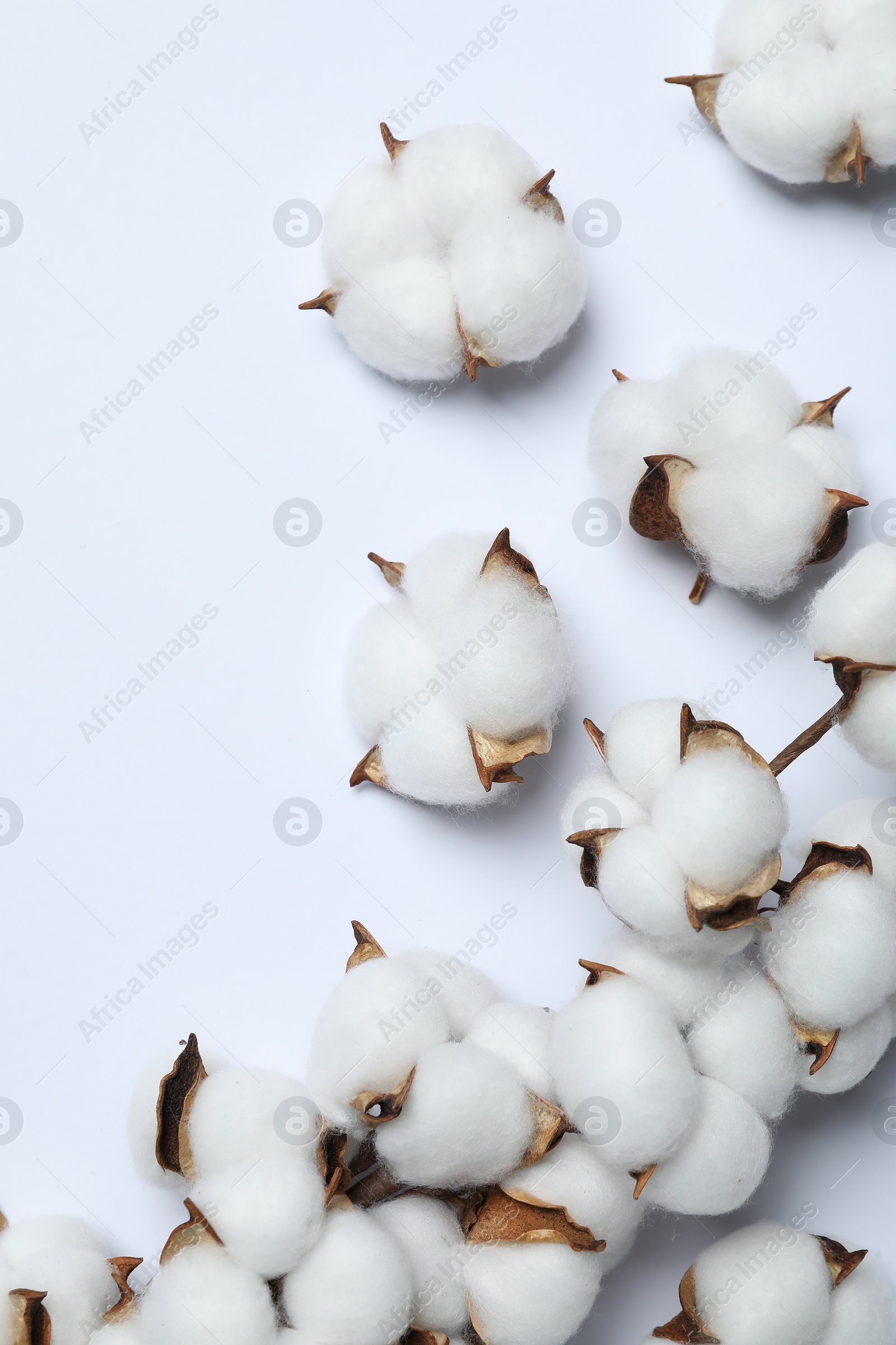 Photo of Beautiful cotton flowers on white background, top view