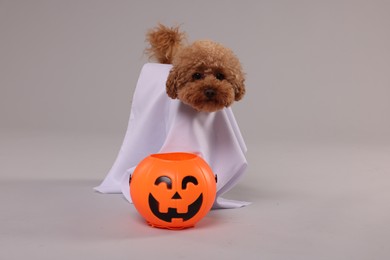 Photo of Happy Halloween. Cute Maltipoo dog dressed as ghost and pumpkin treat bucket on grey background