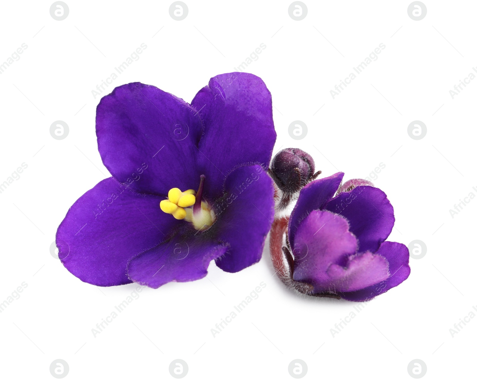 Photo of Purple flowers of violet plant isolated on white