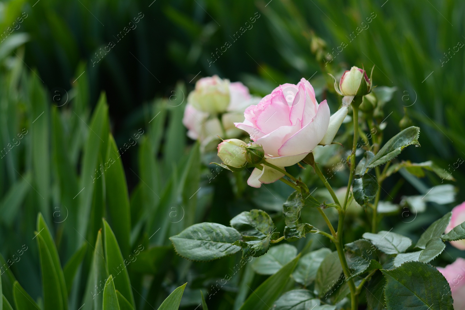 Photo of Beautiful blooming rose bush outdoors. Space for text