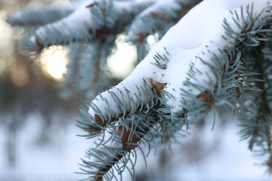 Fir tree branches covered with snow in winter park, closeup