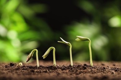 Little green seedlings growing in soil against blurred background, closeup view