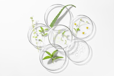 Photo of Petri dishes with different plants and cosmetic product on white background, top view