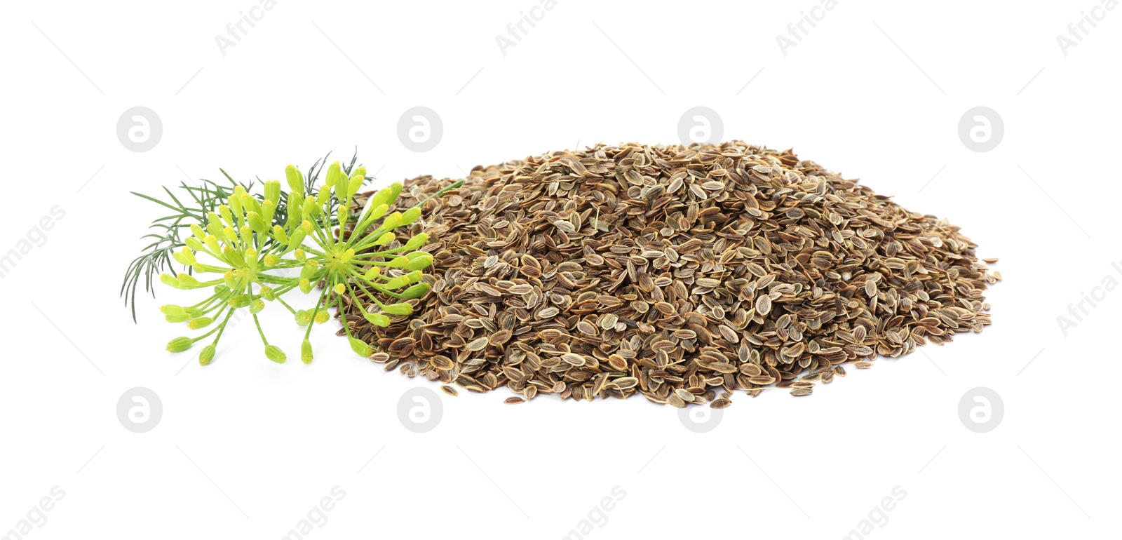 Photo of Pile of dry seeds and fresh dill isolated on white