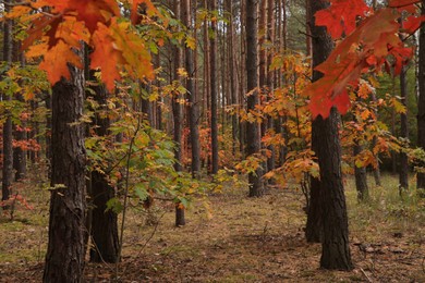 Beautiful trees with colorful leaves in forest. Autumn season