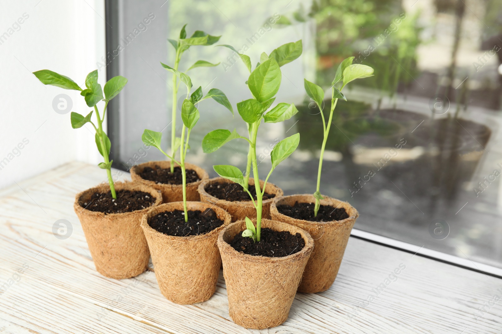 Photo of Vegetable seedlings in peat pots on wooden window sill indoors