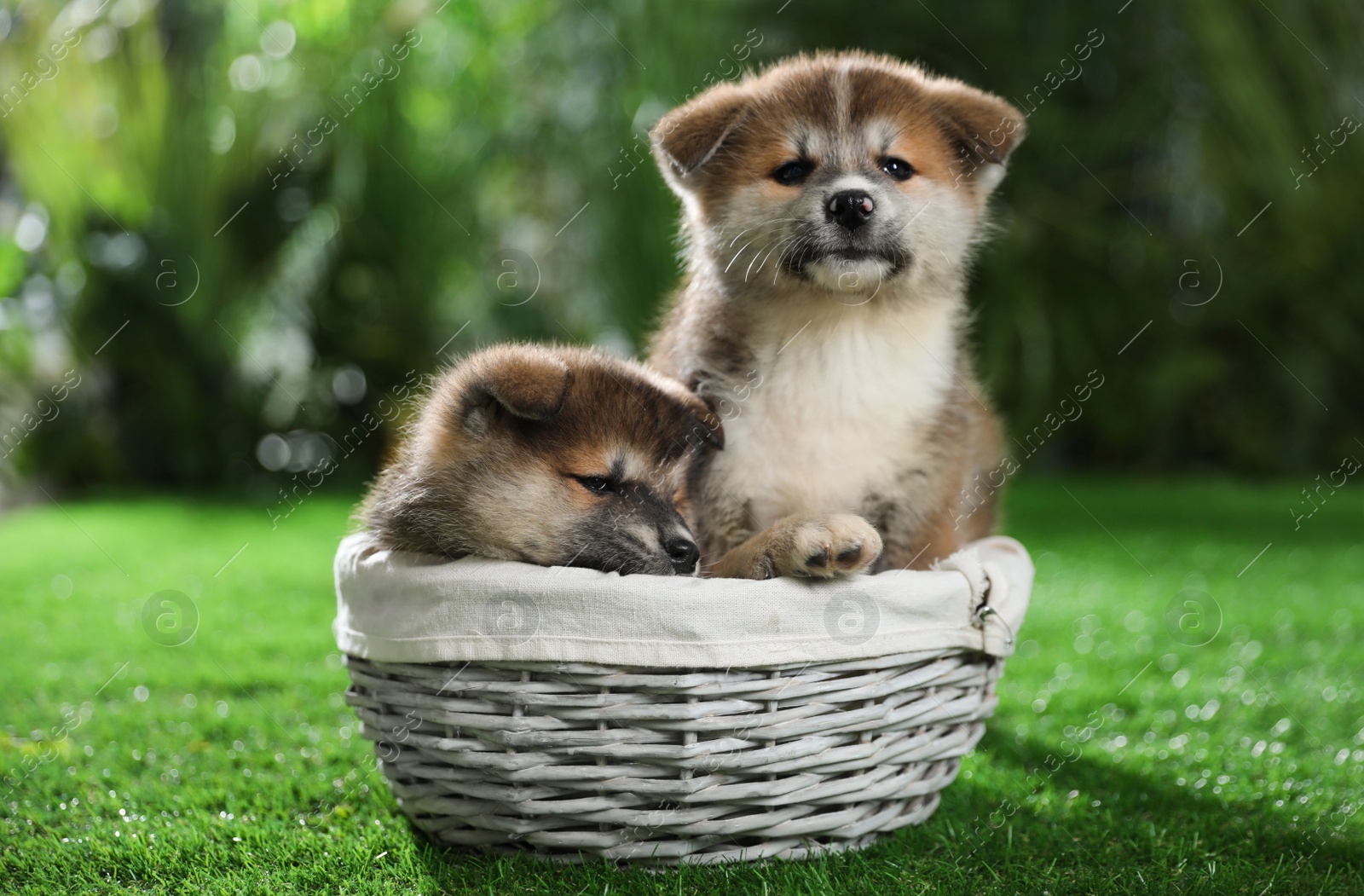 Photo of Cute Akita Inu puppies in wicker basket on green grass outdoors