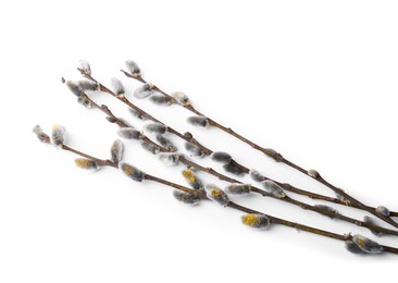 Beautiful pussy willow branches with flowering catkins isolated on white
