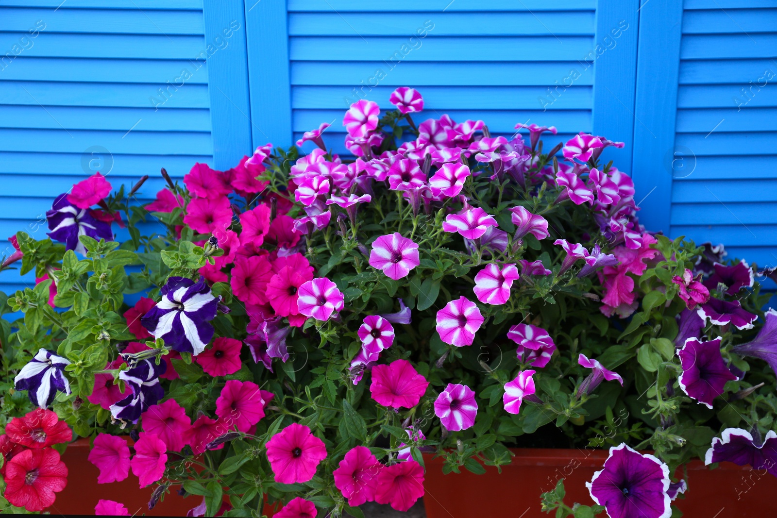 Photo of Beautiful petunia flowers in pots near blue folding screen