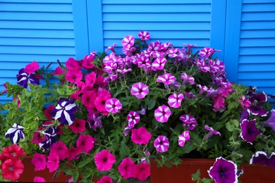 Photo of Beautiful petunia flowers in pots near blue folding screen