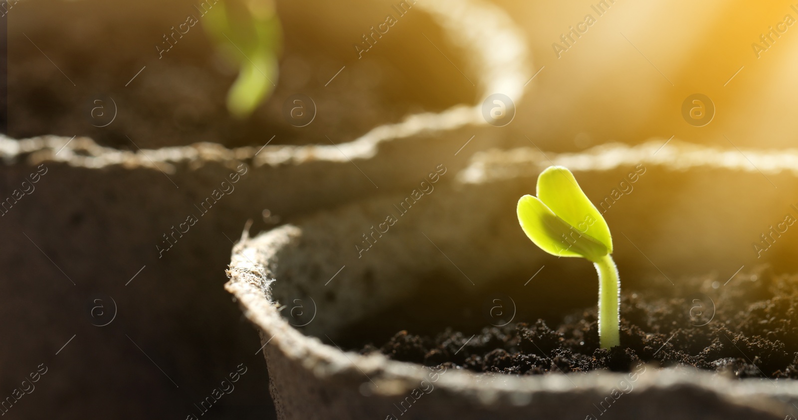 Image of Young seedlings growing in peat pots with soil, closeup. Banner design