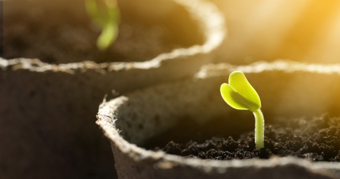 Image of Young seedlings growing in peat pots with soil, closeup. Banner design