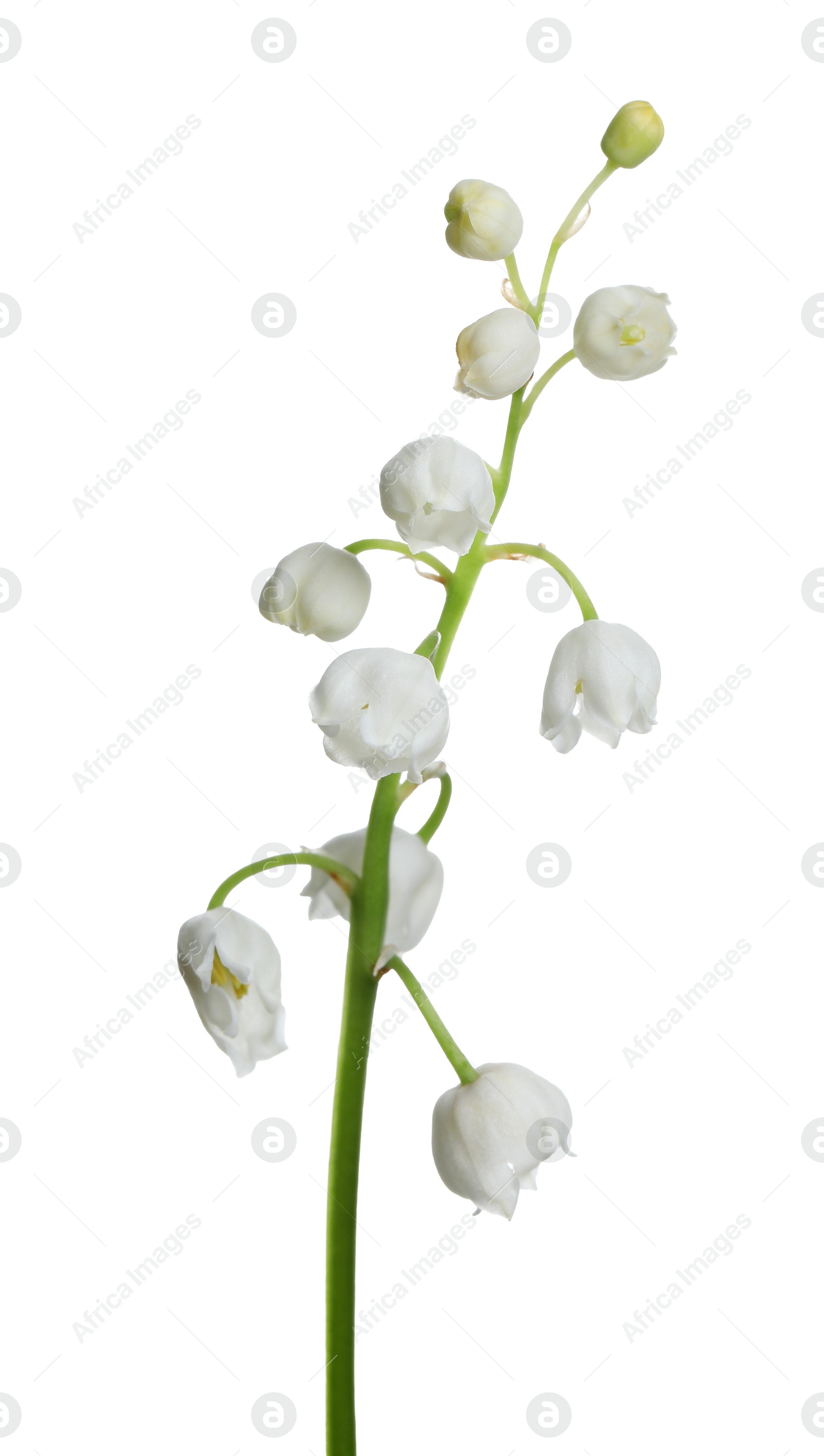 Photo of Beautiful lily of the valley flower on white background