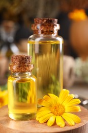 Photo of Bottles of essential oils and calendula flower on wooden table, closeup. Medicinal herbs