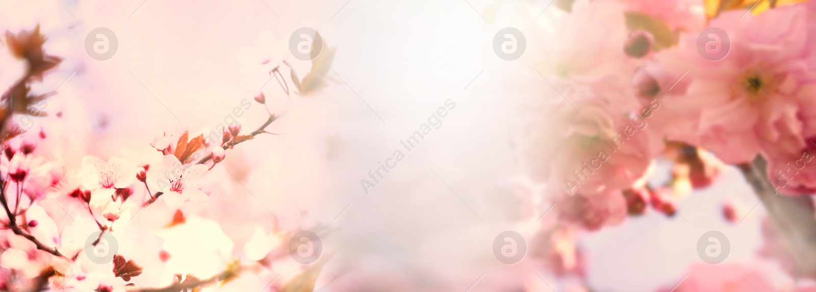 Image of Branches of blossoming sakura tree, banner design. Springtime