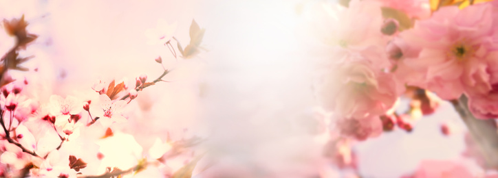 Image of Branches of blossoming sakura tree, banner design. Springtime