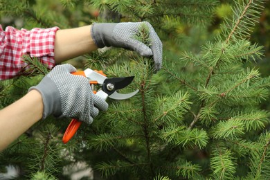 Photo of Woman pruning fir tree with secateurs in garden, closeup