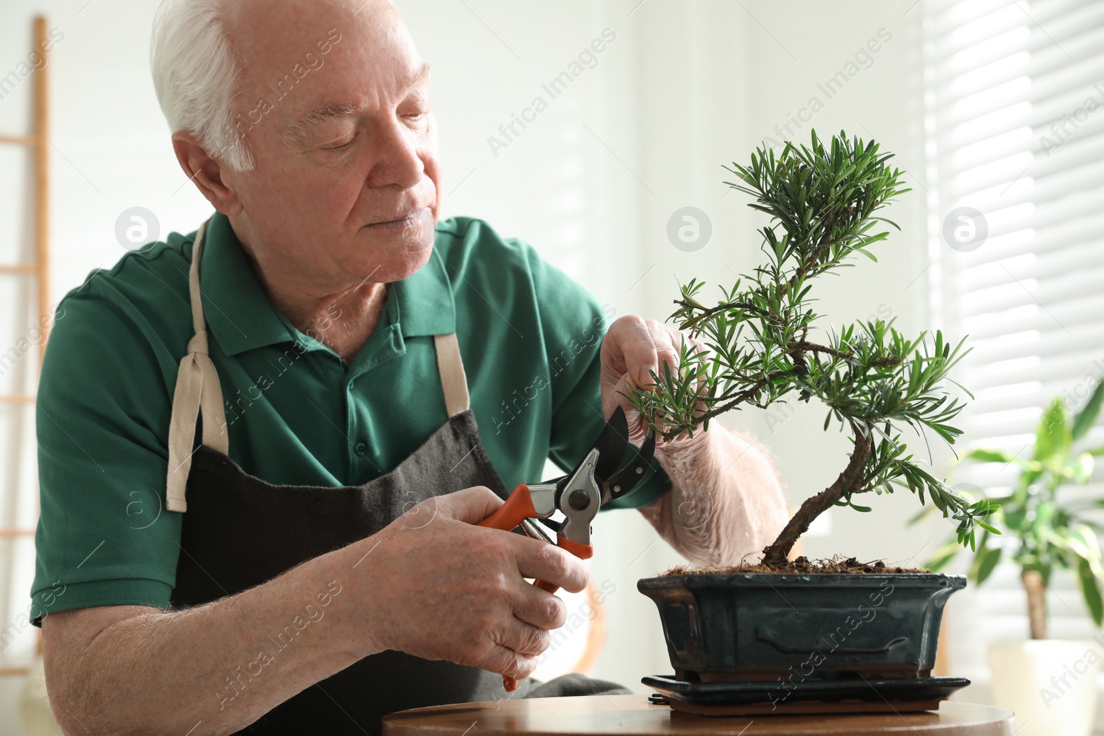 Photo of Senior man taking care of Japanese bonsai plant indoors. Creating zen atmosphere at home