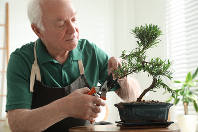 Senior man taking care of Japanese bonsai plant indoors. Creating zen atmosphere at home