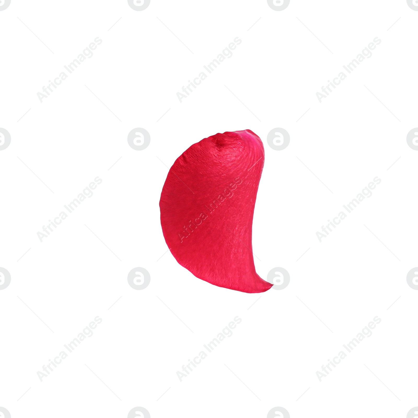 Photo of Bright red rose petal isolated on white