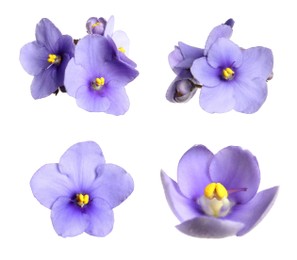 Image of Set with beautiful violet flowers on white background