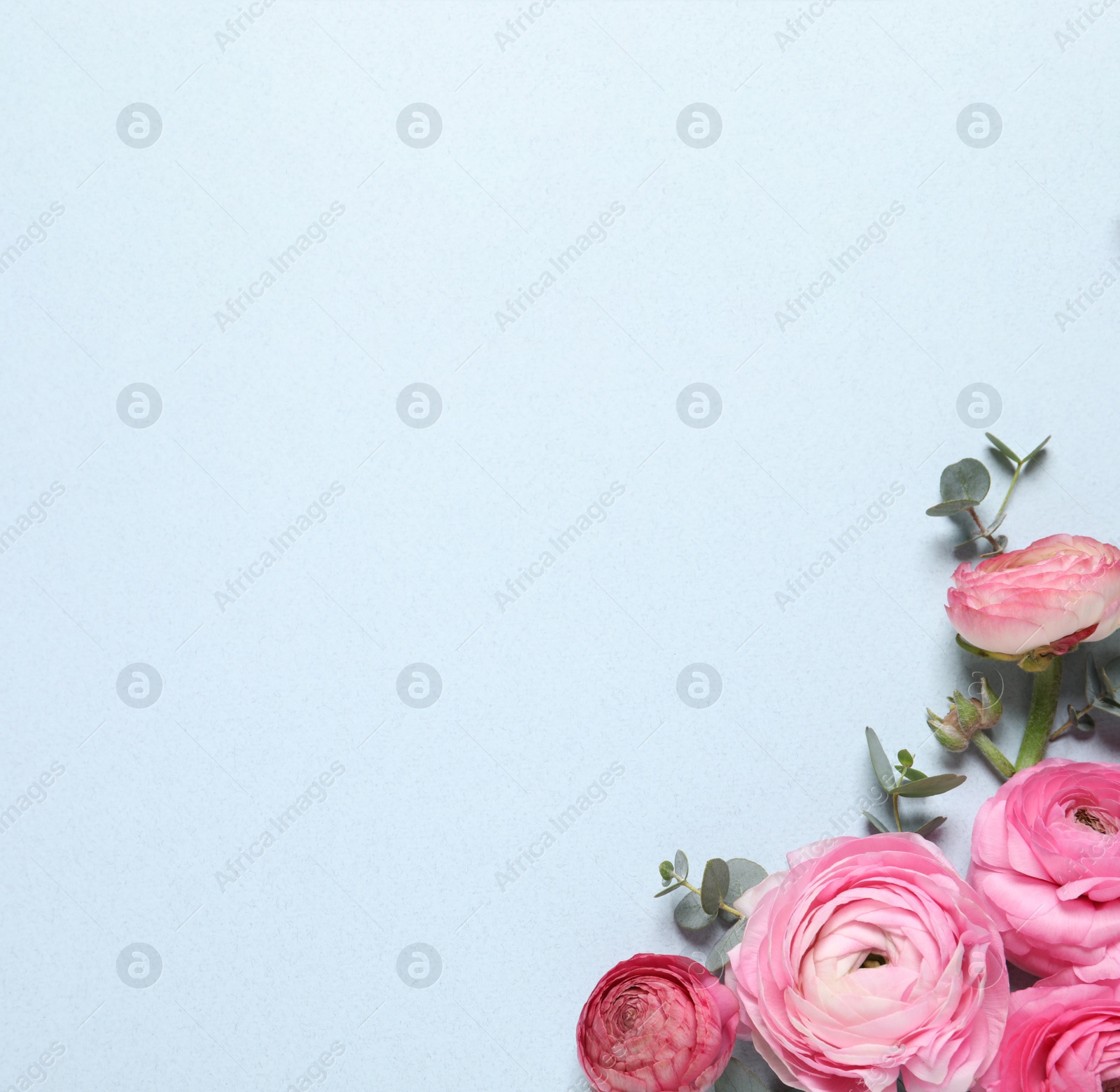 Photo of Beautiful ranunculus flowers on light blue background, flat lay. Space for text