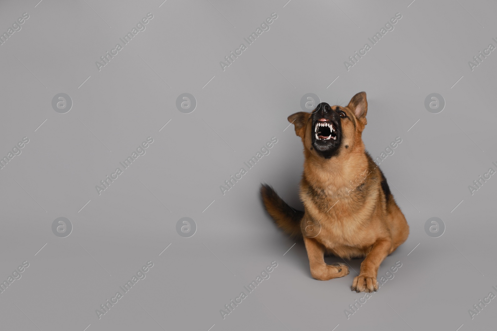 Photo of Aggressive German Shepherd dog on grey background. Space for text