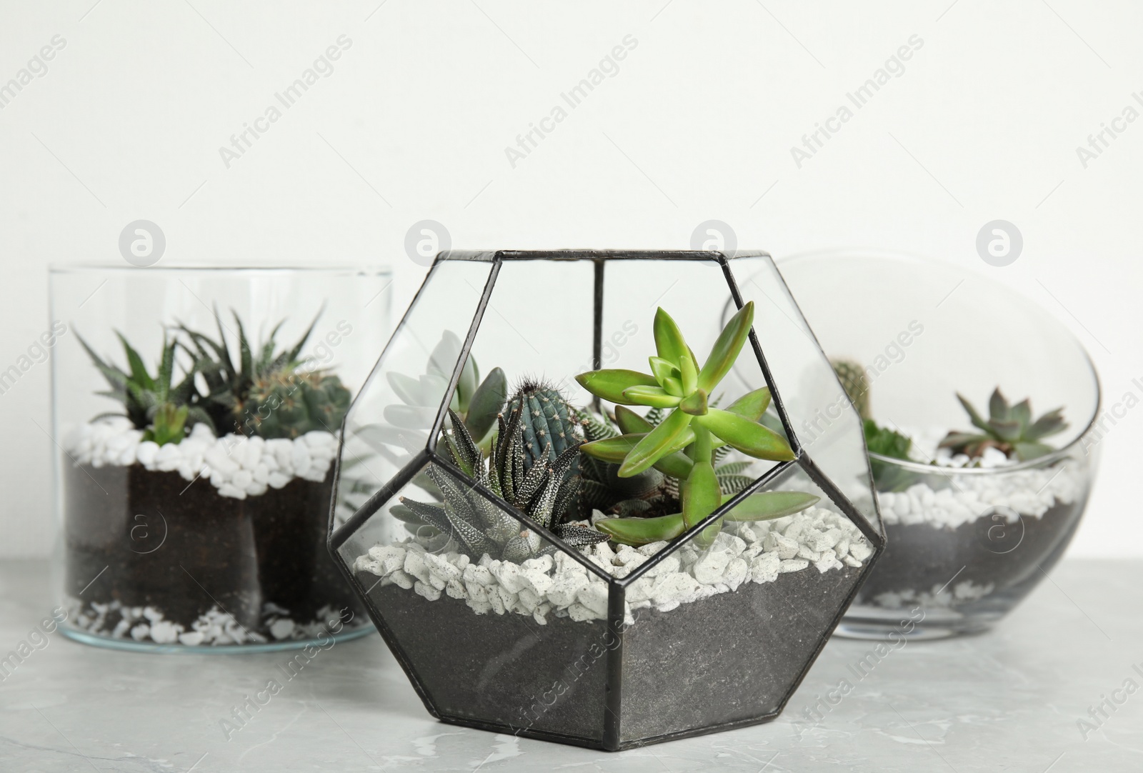 Photo of Glass florariums with different succulents on table against white background