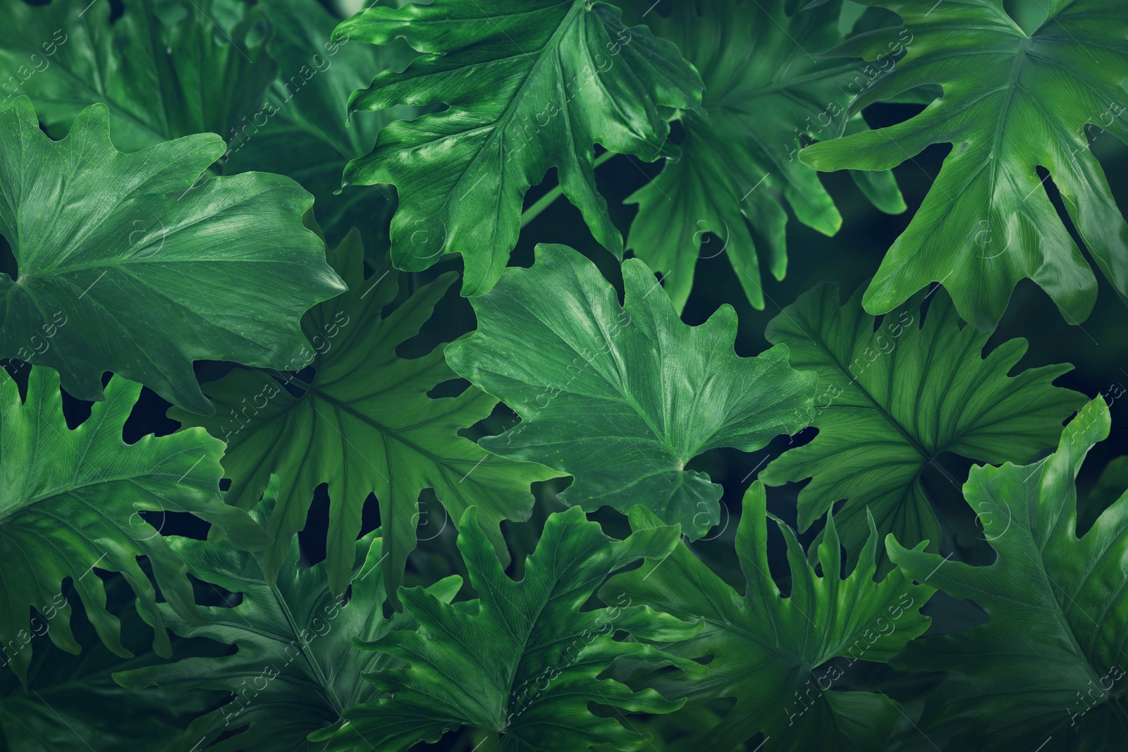 Image of Many bright green tropical leaves as background