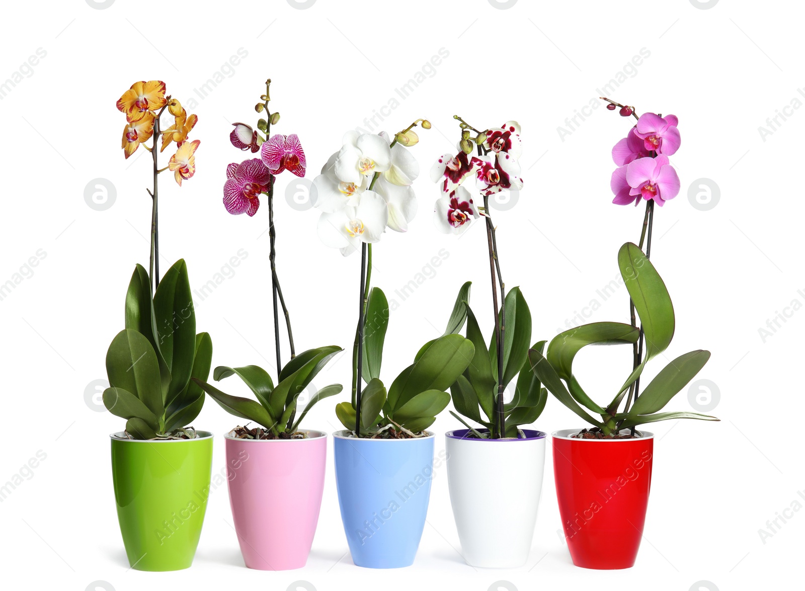 Photo of Beautiful tropical orchid flowers in pots on white background