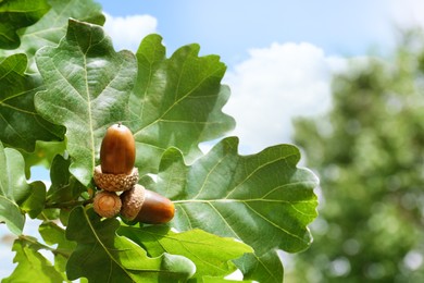 Oak branch with acorns and green leaves outdoors, closeup. Space for text