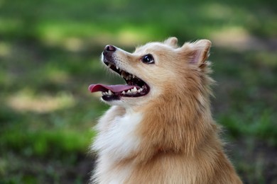 Photo of Cute dog on blurred background outdoors. Adorable pet
