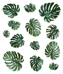 Image of Set with green fresh monstera leaves on white background