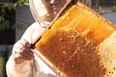 Photo of Senior beekeeper holding uncapped honeycomb frame outdoors, closeup