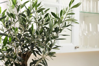 Photo of Beautiful olive tree near cupboard in kitchen, closeup