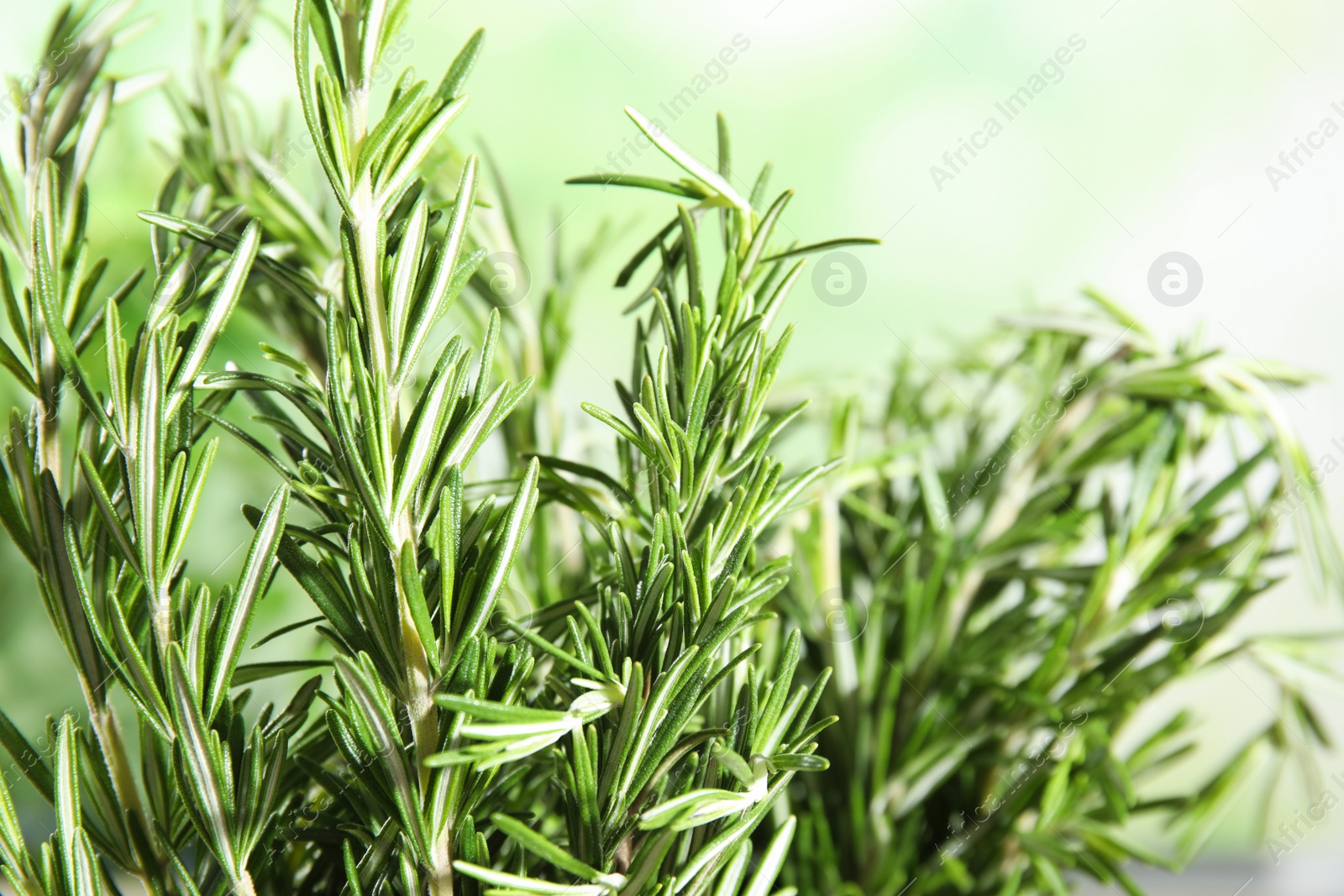 Photo of Branches of fresh rosemary on blurred green background, space for text