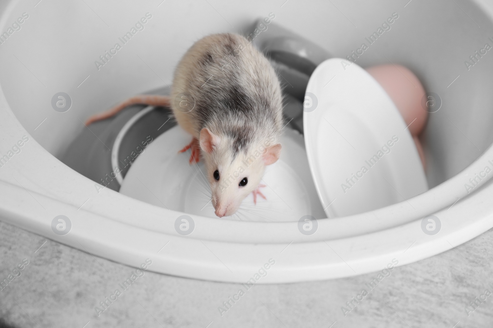 Photo of Rat in sink with dishes at kitchen. Household pest