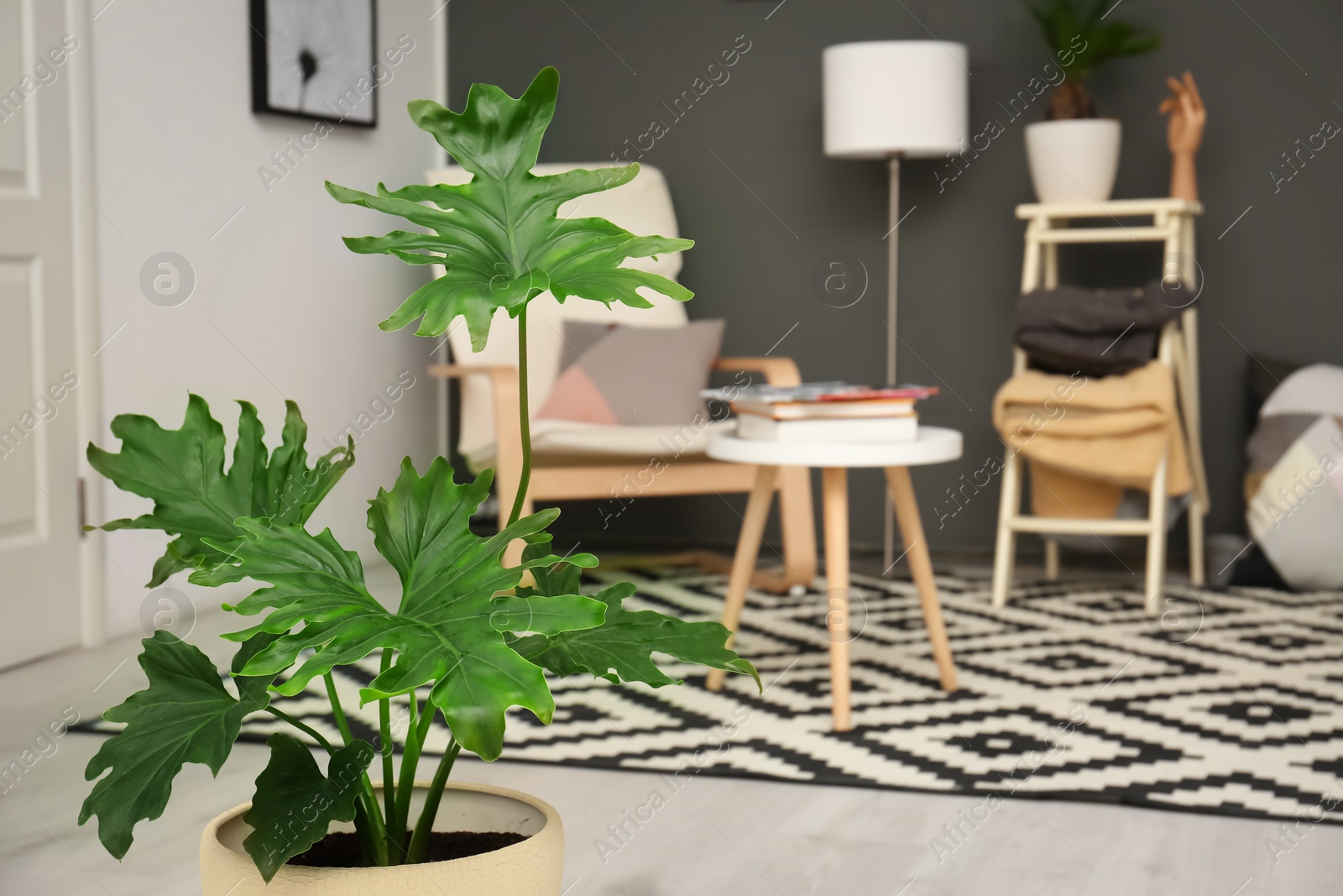 Photo of Tropical plant with green leaves in stylish room interior