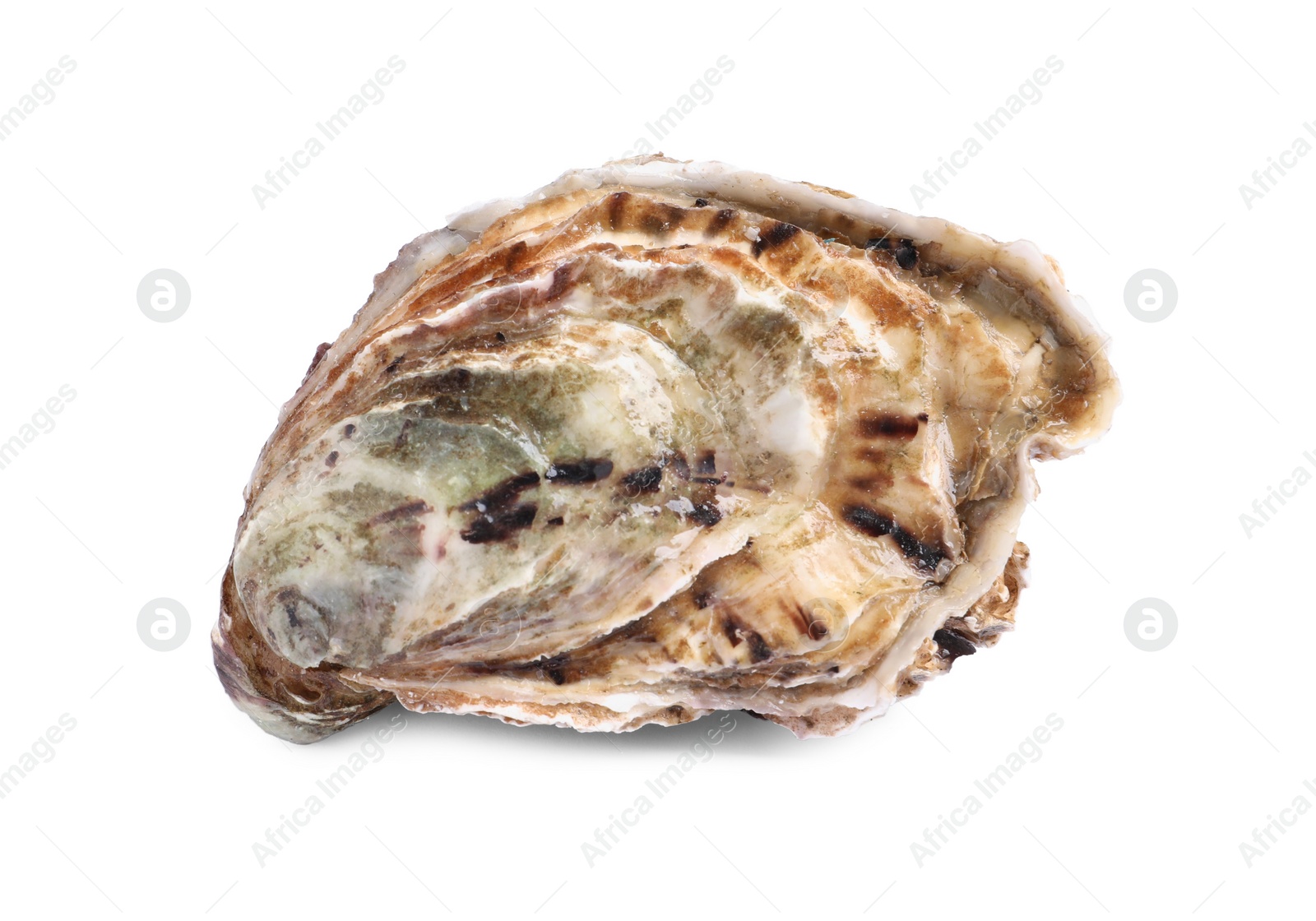 Photo of Fresh raw closed oyster isolated on white