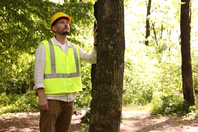 Photo of Forester in hard hat examining tree in forest