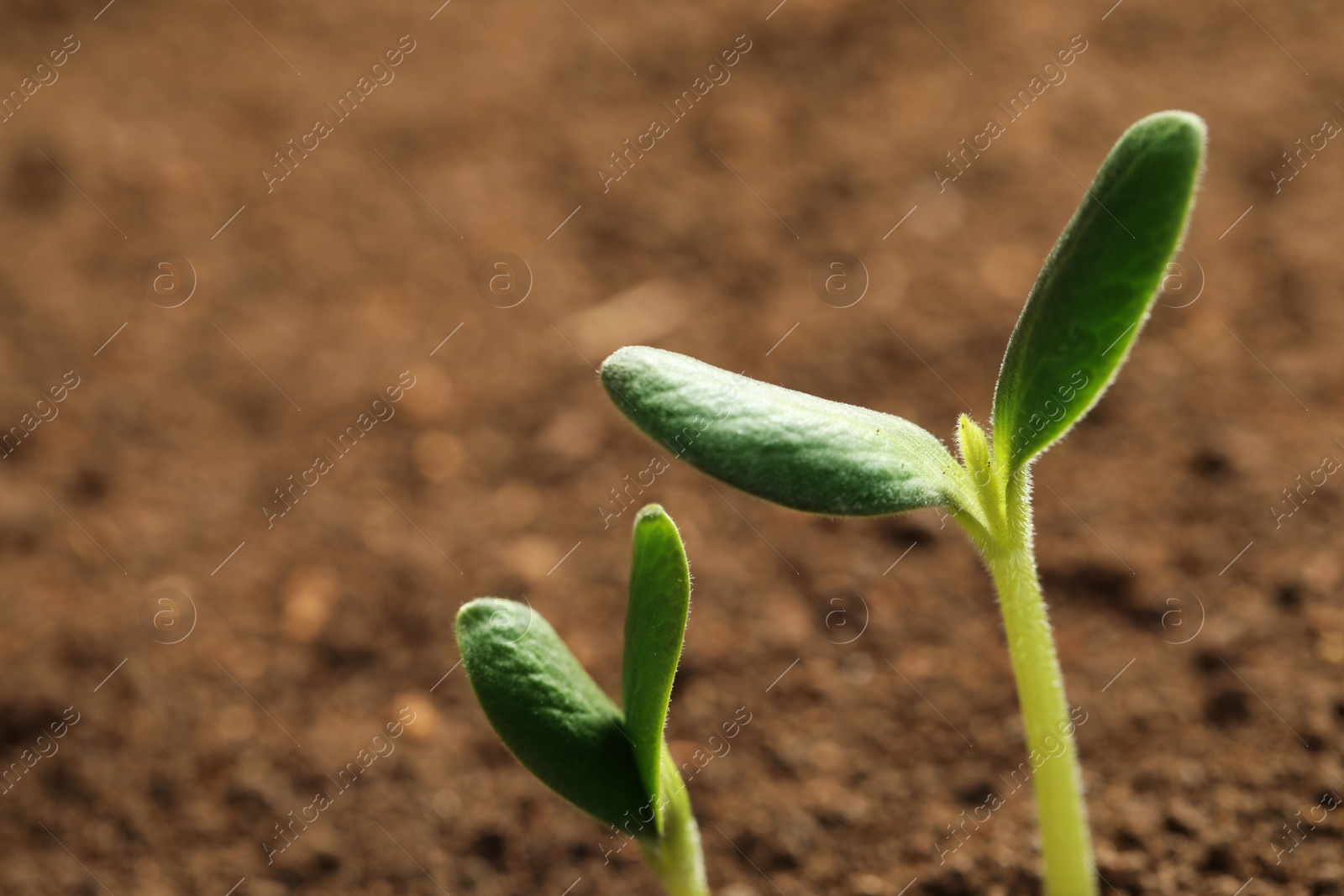 Photo of Little green seedlings growing in soil, closeup view