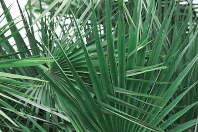 Photo of Beautiful green tropical leaves outdoors, closeup view